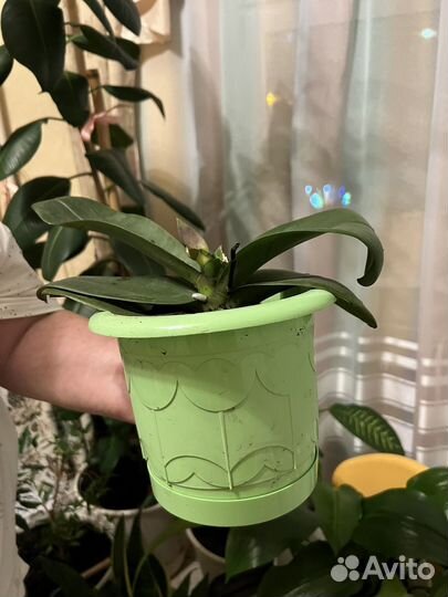 Орхидея фаленопсис