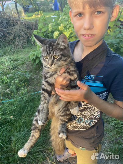 Отдам в добрые руки