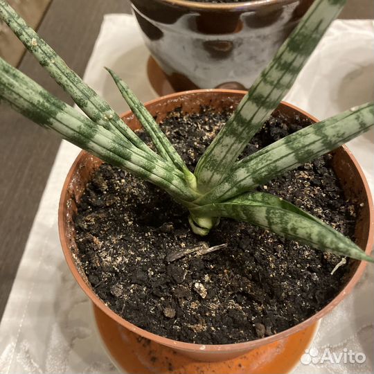 Сансевиерия