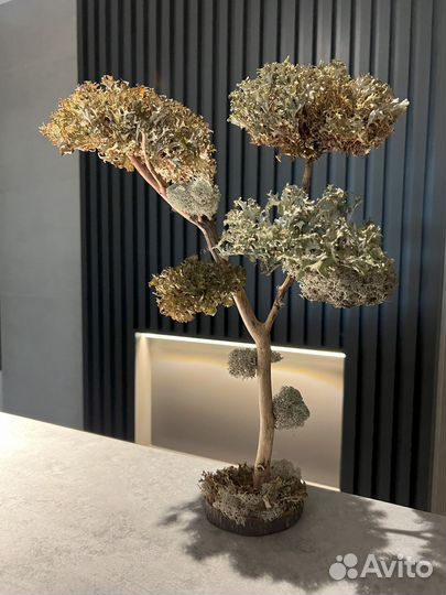 Дерево бонсай не требующие ухода