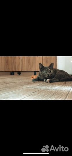 Кошка в дар