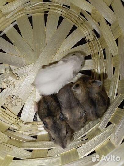 Джунгарский хомяк