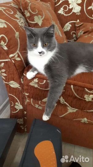 Кошки в добрые руки бесплатно