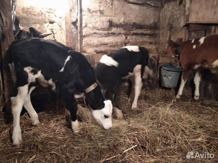 Корова, бычок