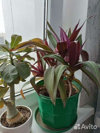 Цветок Рео. Ладья Моисея