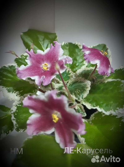 Сортовые фиалки: детки, черенки с детками