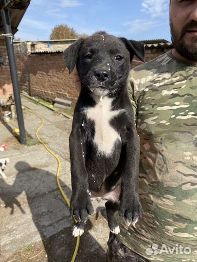 В добрые руки