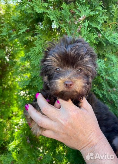 Йорочка шоколад с подпалом