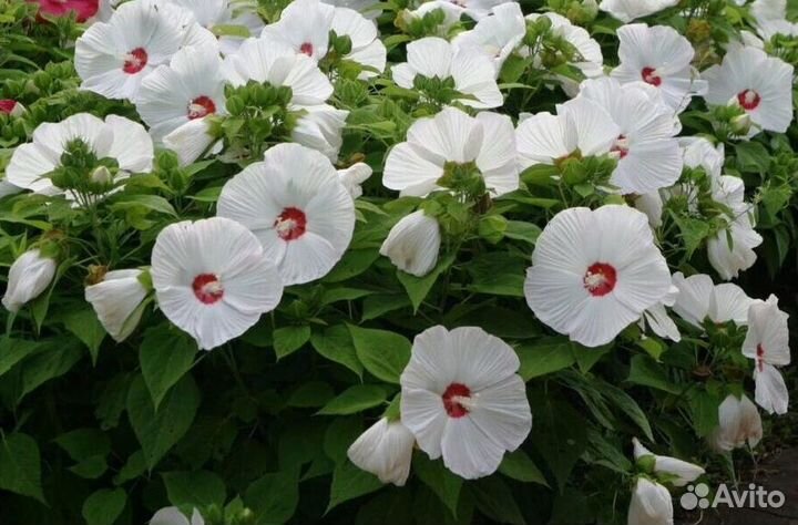 Гибискус травянистый многолетник