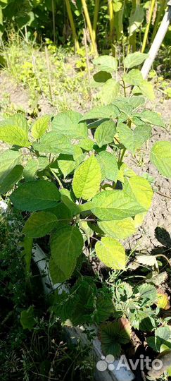 Гортензия древовидная