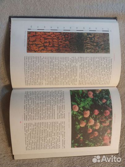 Когда шагаешь по траве. Пальман В