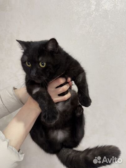 Кошка стерилизована 1 год