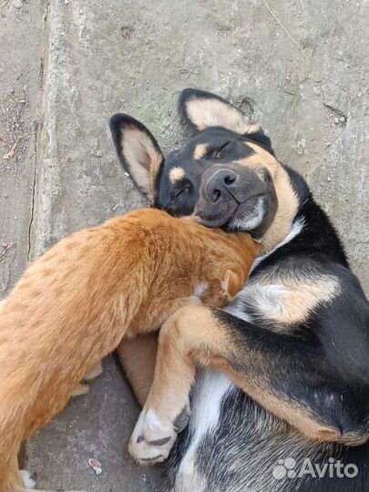 Щенок мальчик