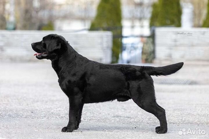 Щенки лабрадора