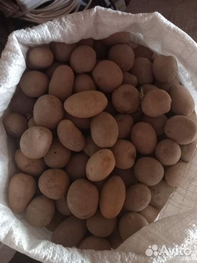 Семенной картофель