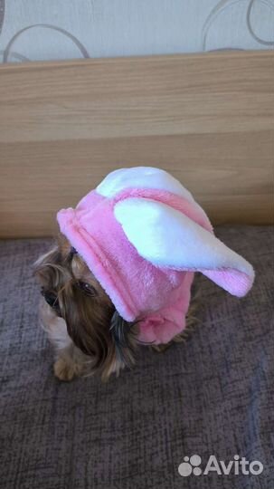 Костюм для собаки