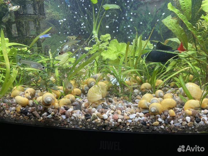 Улитки аквариумные ампулярии