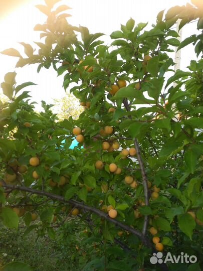 Саженцы Сливы