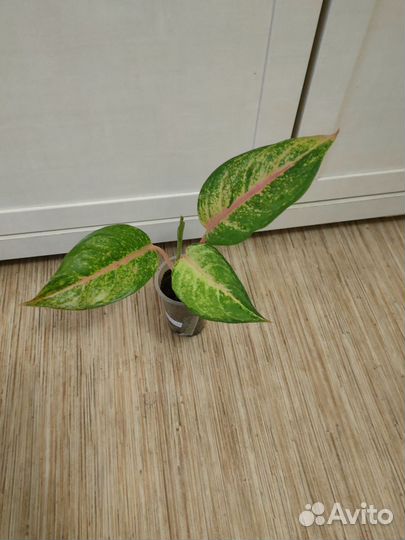 Аглаонема Frozen (Фрозен)