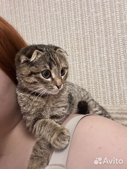 Вислоухая кошка москва