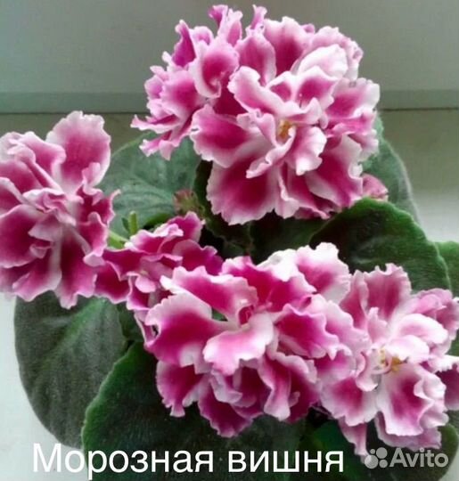 Детки фиалок