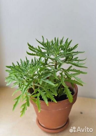 Укорененные отростки комнатных цветов