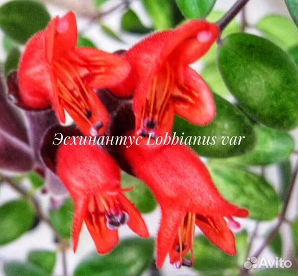 Колумнея,Эсхинантус