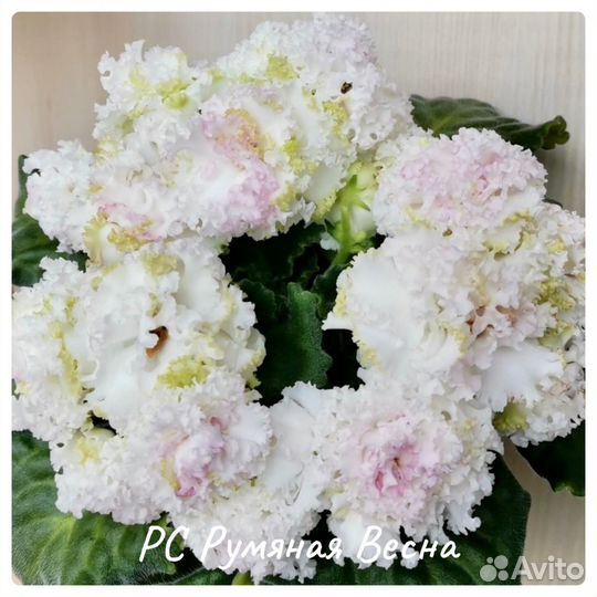 Фиалки сортовые