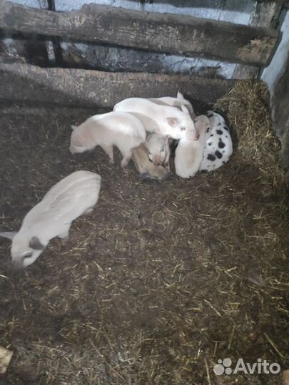 Продаются поросята
