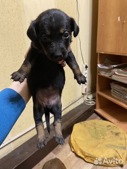 Щенки карликовой таксы