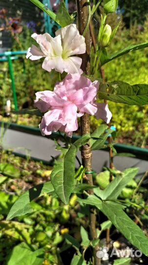 Акебия пятилистная