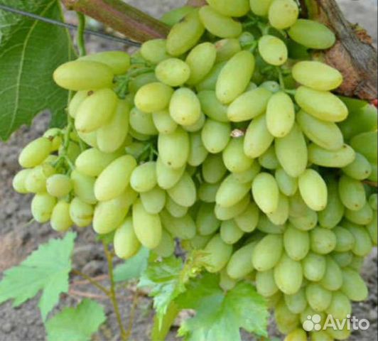 Ультроранние и сверхранние сорта винограда