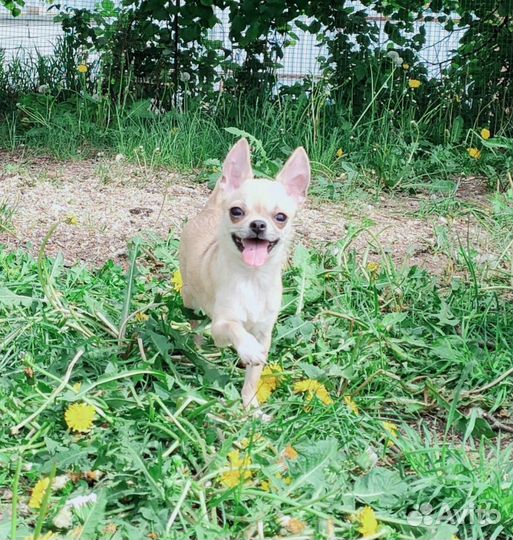 Щенки чихуахуа