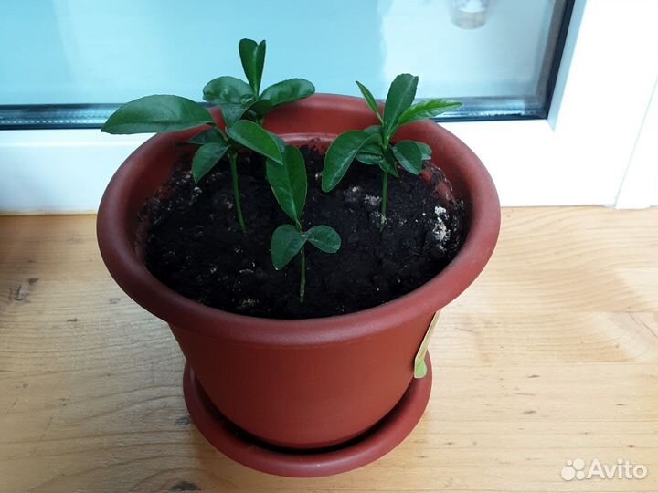 Рассада Мандарин