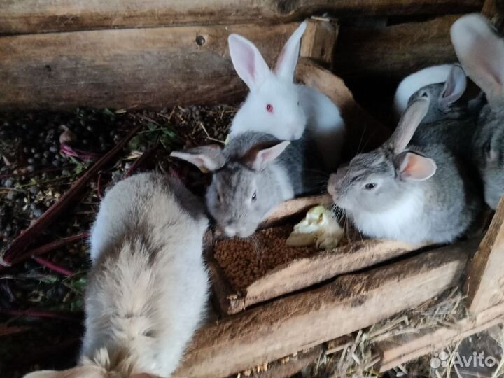 Крольчата