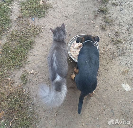 Отдам бесплатно