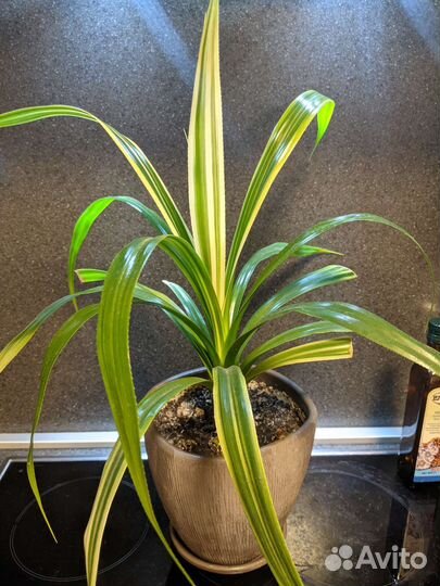 Панданус вариегатный