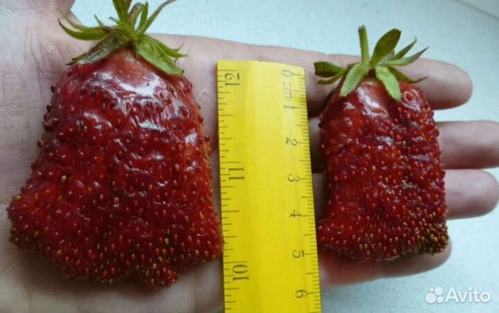 Рассада клубники (купчиха)