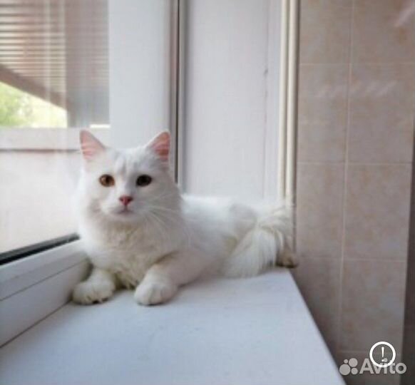 Турецкая ангора