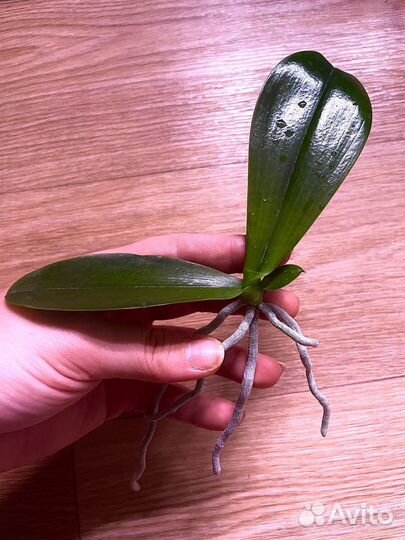 Орхидея фаленопсис детка