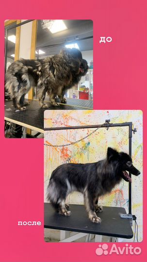 Груминг (стрижка собак, кошек, вычёсывание)