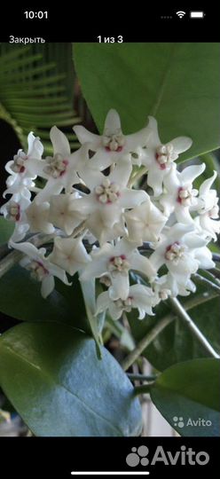 Hoya аустралис