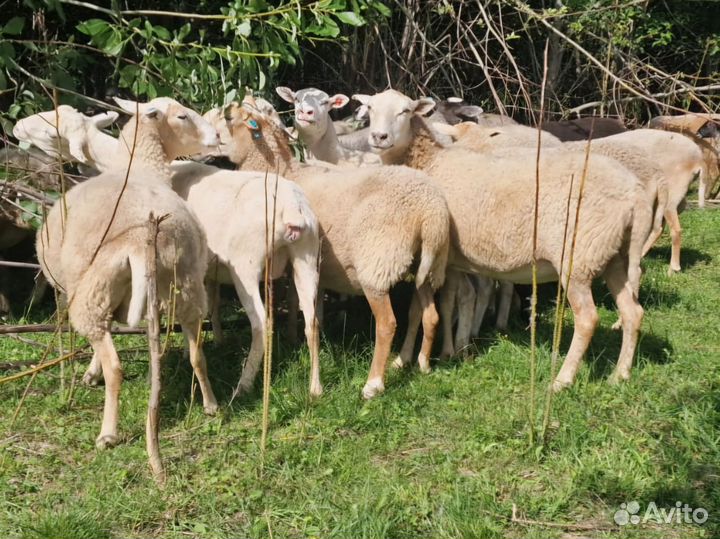 Катумская овца