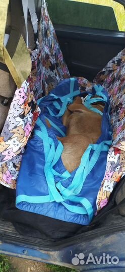 Найдена собака