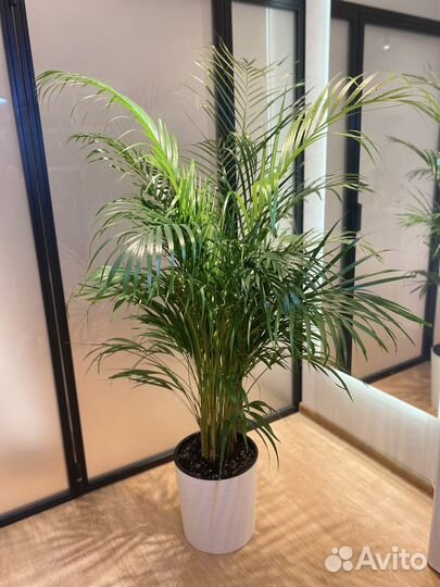 Высокая пышная Пальма дипсис 170 см (в наличии)