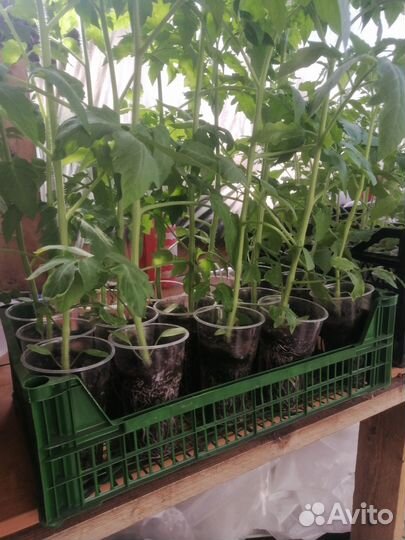 Рассада помидор