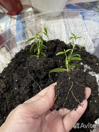 Комнатные цветы Мирт