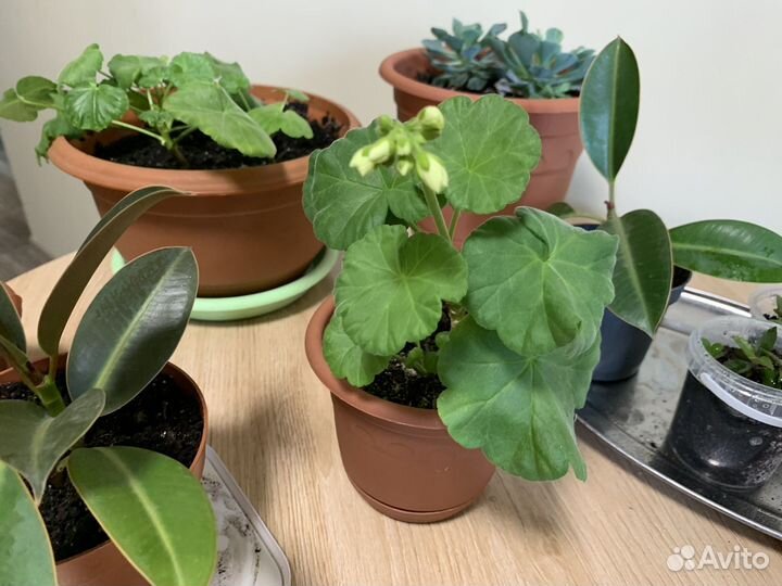 Комнатные растения