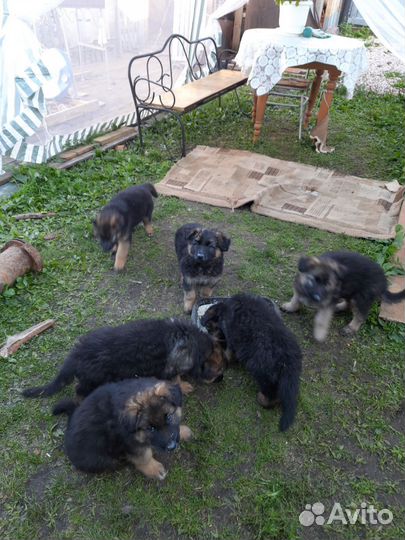 Щенки немецкой овчарки