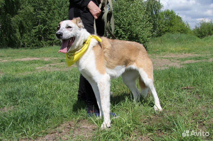 Добрая собака Лолита ищет семью